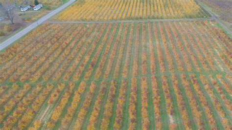 Last Colors Of Autumn At Lake Breeze Fruit Farms In Sodus Rochesterfirst