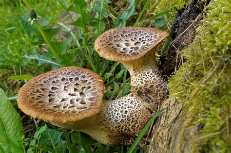 Cerioporus Polyporus Squamosus Lukas Large Flickr