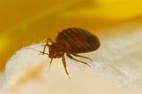 A Comprehensive Guide To Identifying And Treating Bed Bug Infestations