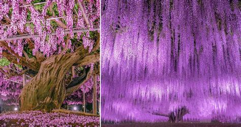 The Wisteria Tree At Ashikaga Flower Park Is Regarded As One Of The ...