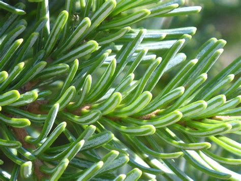 Subalpine Fir Plantproject123456789