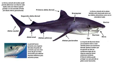 Componente Tiburones Rayas Y Quimeras En Colombia Siam