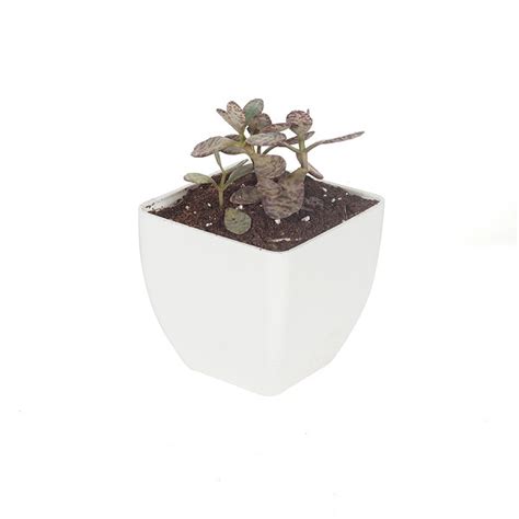 Buy Kalanchoe Humilis Plant Online At Plants N Planters