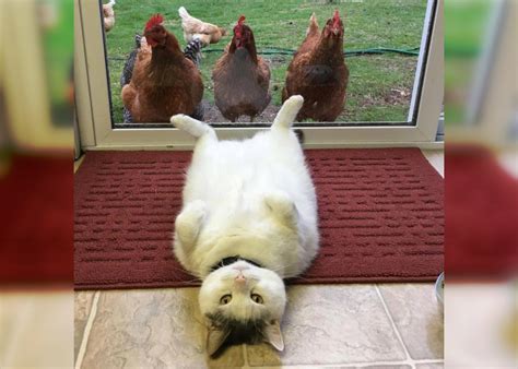 These Funny Cats 30 Humorous Photos Urapress