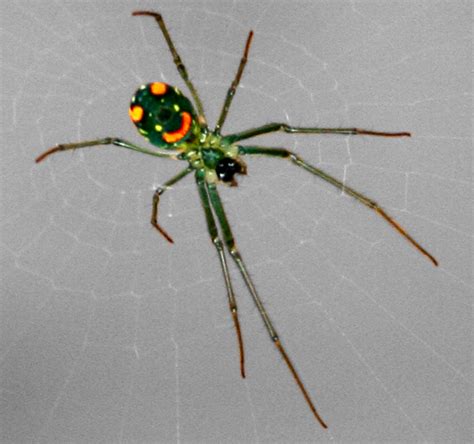 List 90 Pictures Black Spider With Orange Dot On Back Poisonous Updated