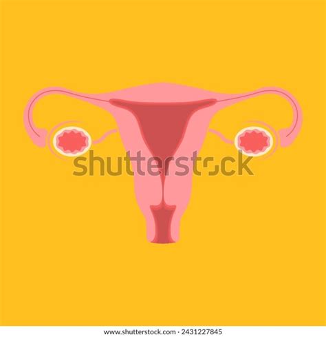 Female Reproductive System Illustration Uterus Vector Stock Vector