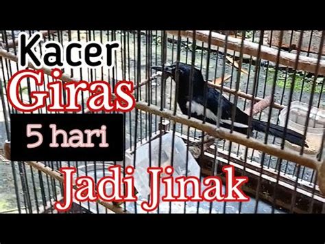 Kacer Giras Hari Jadi Jinak Youtube