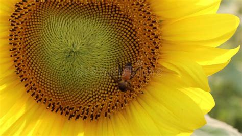 A Honey Bee Covered With Pollen Collects Nectar From The Sunflower 4K