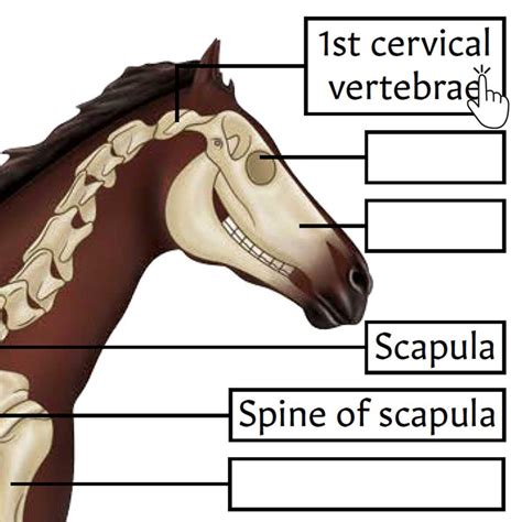 Horse Skeletal Anatomy Interactive And Printable Pdf Equine Skeletal