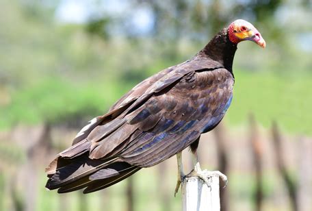 Lesser Yellow-headed Vulture - Niabi Zoo