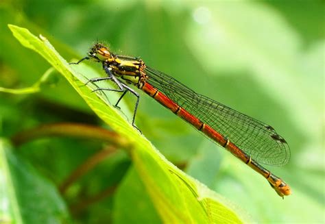 Pyrrhosoma Nymphula Female The Large Red Damselfly Pyrrh Flickr