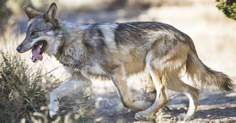 wolves  colorado officially  hunt talk