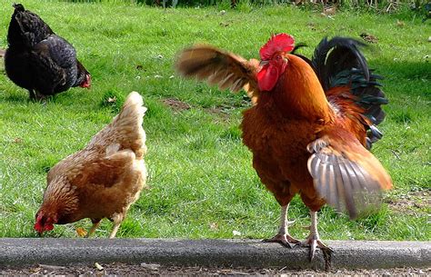 Belgium Goes Chicken Crazy The Ark In Space