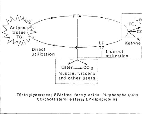 Schematic Diagram Of Fatty Acid Transport Cycle Download Scientific