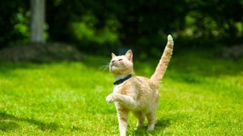 Does My Cat Have Ticks? | PetMD