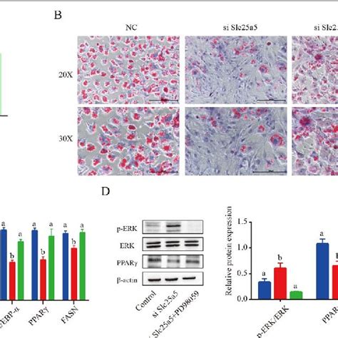 Erk Inhibitor Reverses Slc A Knockdown Induced Adipogenesis