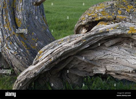 Old Curved Willow Tree Trunks Stock Photo Alamy