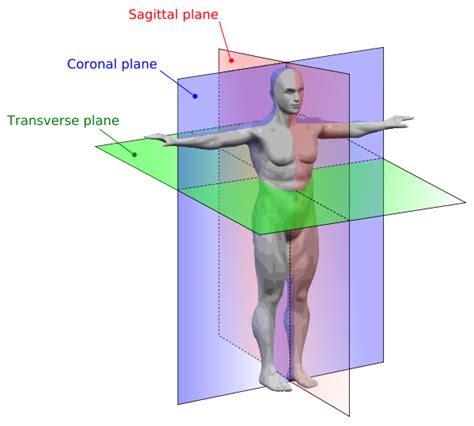 readers direct: anatomical planes in humans.