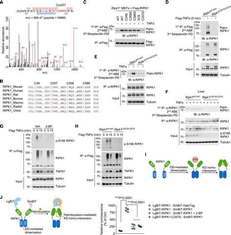 Palmitoylation Licenses Ripk Kinase Activity And Cytotoxicity In The