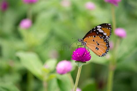 Yellow With Black Butterfly On Violet Flowers With Blurred Green