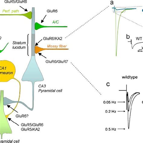 PDF Kainate Receptors