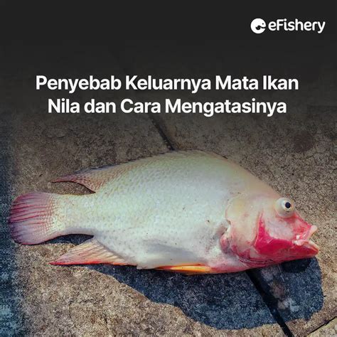 Penyebab Keluarnya Mata Ikan Nila Dan Cara Mengatasinya