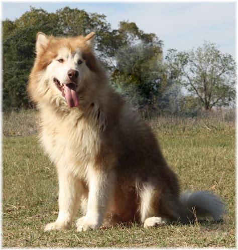 Alaskan Malamute Giant Fluffy White Dog Pets Lovers