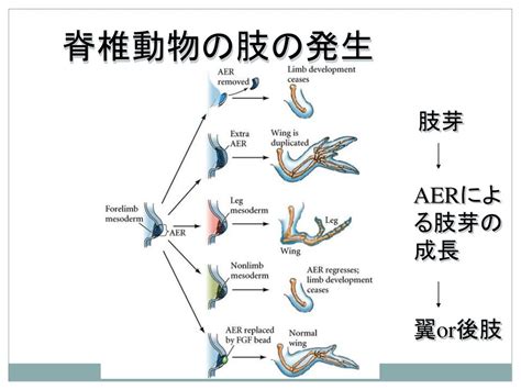 Ppt 生物学 Powerpoint Presentation Free Download Id4313440