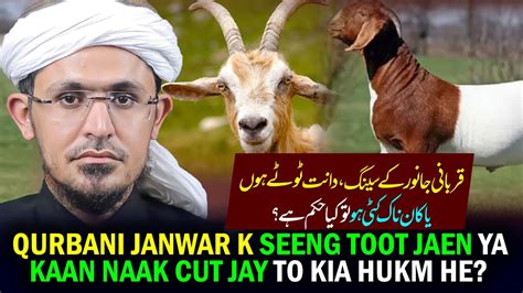 Qurbani Janwar K Seeng Toot Jaen Ya Kaan Naak Cut Jay To Kia Hukum He