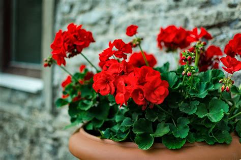 Geranium Care Watering And Feeding Hgtv