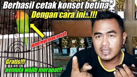 Rahasia Cetak Lovebird Betina Konslet Gampang Dan Simpel Sistem Untulan