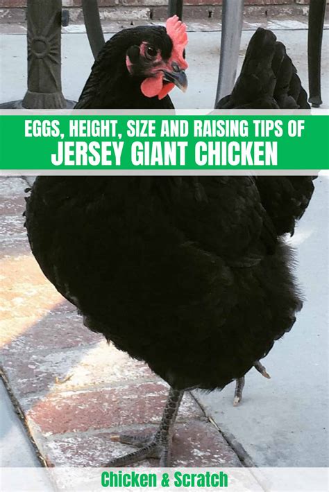 Jersey Giant Chicken Eggs Height Size And Raising Tips