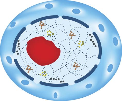 A Labeled Diagram of the Animal Cell and its Organelles