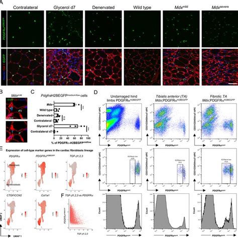 Tgf β Signaling Alters The Expression Of Pdgfrα Dependent Immediate