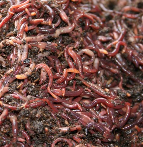 Red Wigglers For Composting