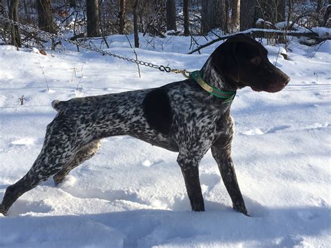 German Shorthaired Pointer Puppies For Sale | Defiance, OH #259494