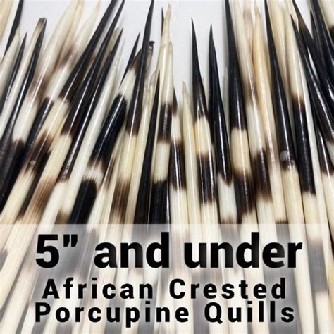 Porcupine Quills - Etsy