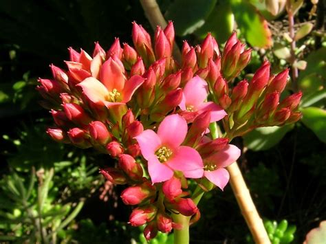 Australian Crassulaceae