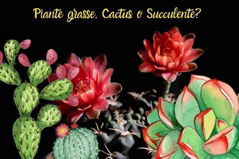 Desideri Un Tocco Di Verde In Casa Scopri La Differenza Tra Cactus