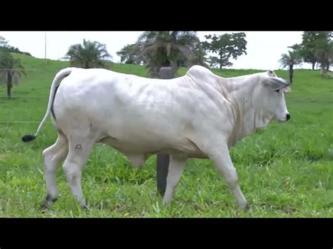 Lote Novilha Nelore Wym Leil O Matrizes Fazenda Santa Tereza