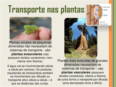 Transporte Nas Plantas