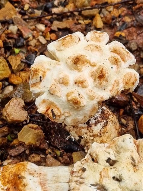 Common Gilled Mushrooms And Allies From Mount Gravatt QLD 4122