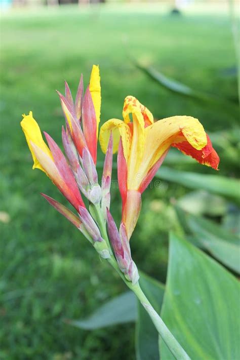 Gelbe Und Rote Blumen Und Knospen Canna Stockbild Bild Von Knospe