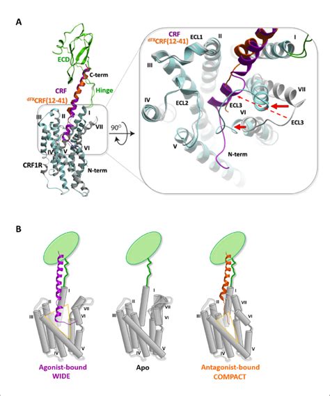 Conformational Changes Within The Receptor Between The Agonist And