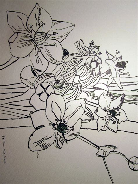 Blumen – Zeichnung von Susanne Haun | Susanne Haun