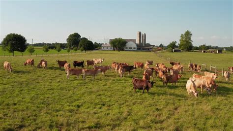 Vid O De Stock Premium Vaches Brunes Suisses Et Jersiaises Dans Un