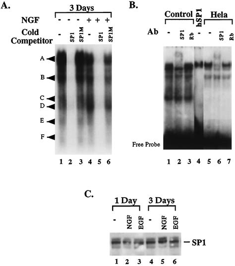 Nerve Growth Factor Induces Transcription of the p21 WAF1/CIP1 and ... 