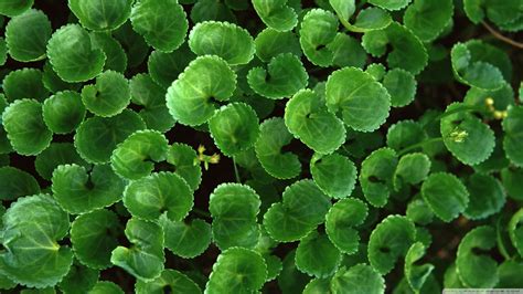 Centella Extract Manufacturer & Supplier India | Extroil Naturals