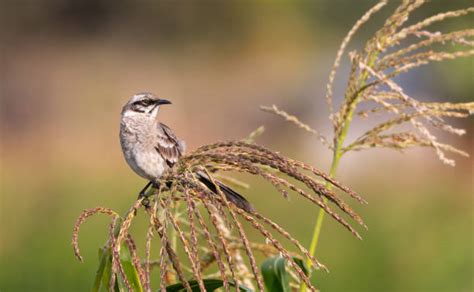 310+ Mockingbird Singing Stock Photos, Pictures & Royalty-Free Images ...