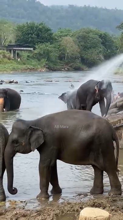 Elephants 🐘 River Bath Youtube